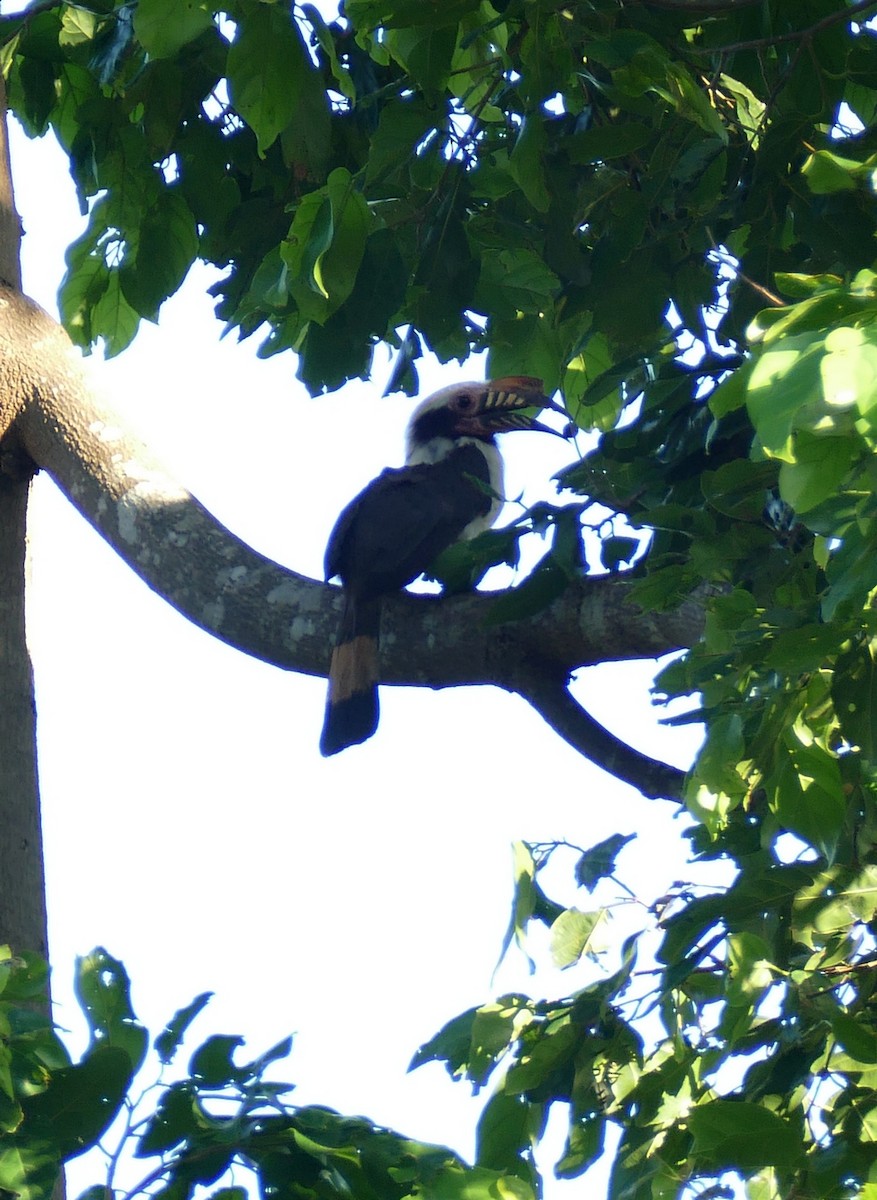 Luzon Hornbill - ML645398732