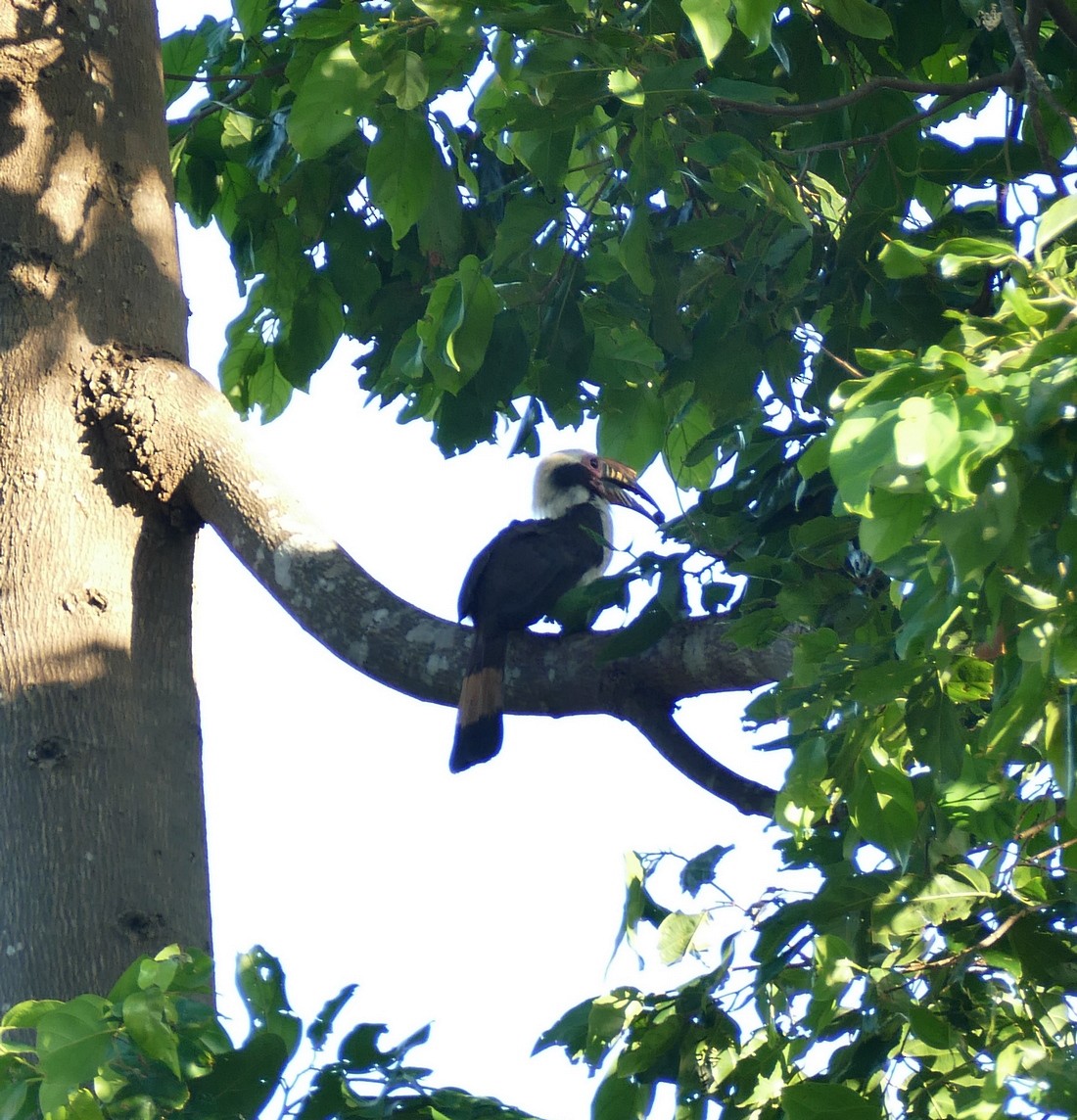 Luzon Hornbill - ML645398733