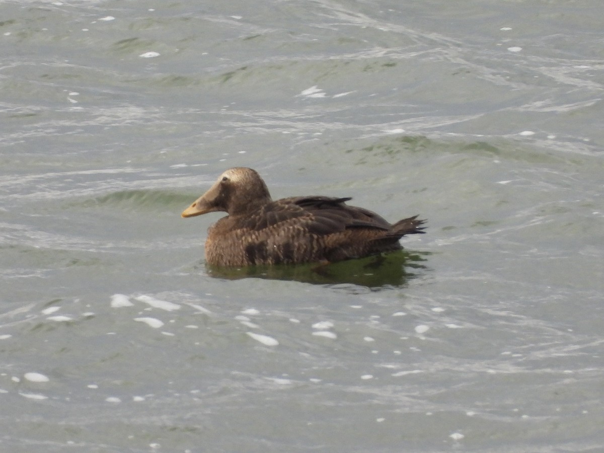 Common Eider - ML645398737