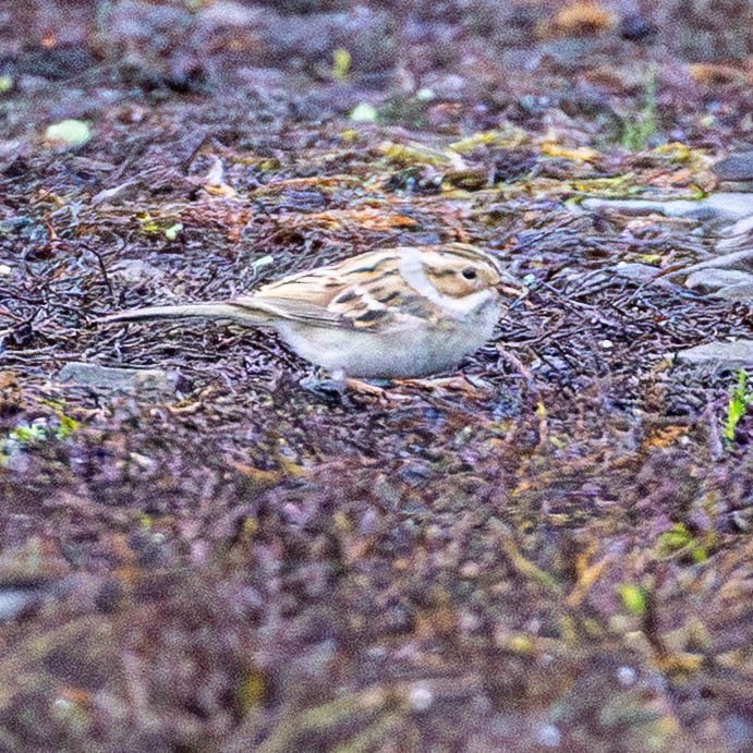 Clay-colored Sparrow - ML645398744