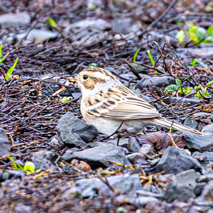 Clay-colored Sparrow - ML645398745