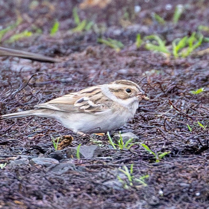 Clay-colored Sparrow - ML645398747