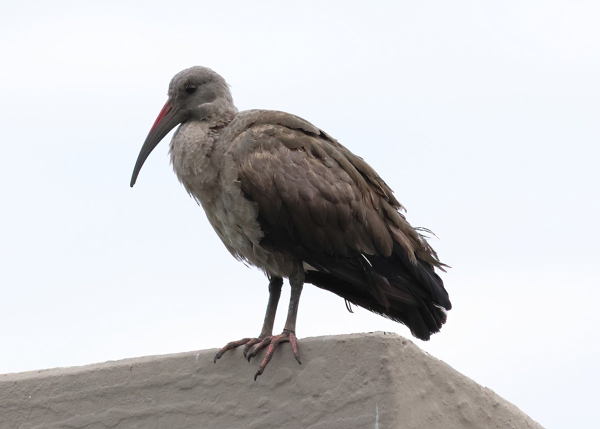 Hadada Ibis - ML645398750