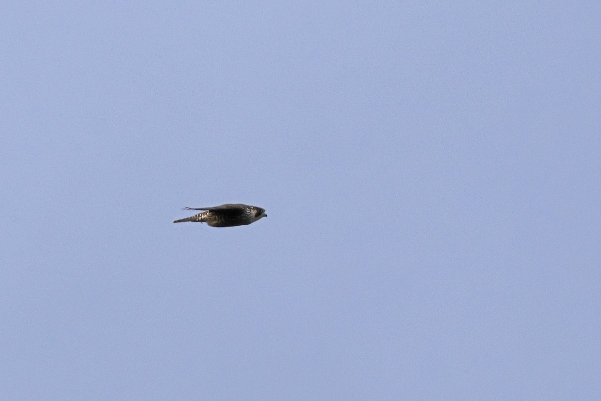 Peregrine Falcon - ML645398758