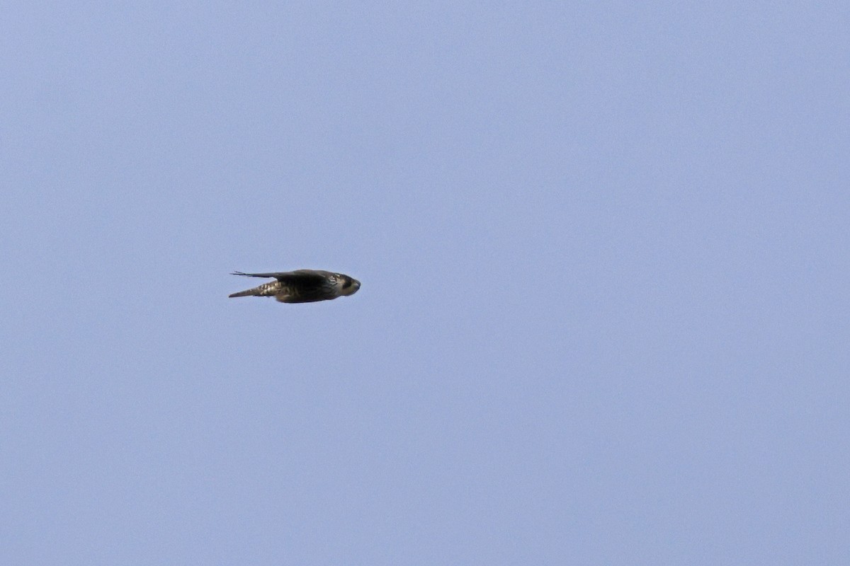 Peregrine Falcon - ML645398761