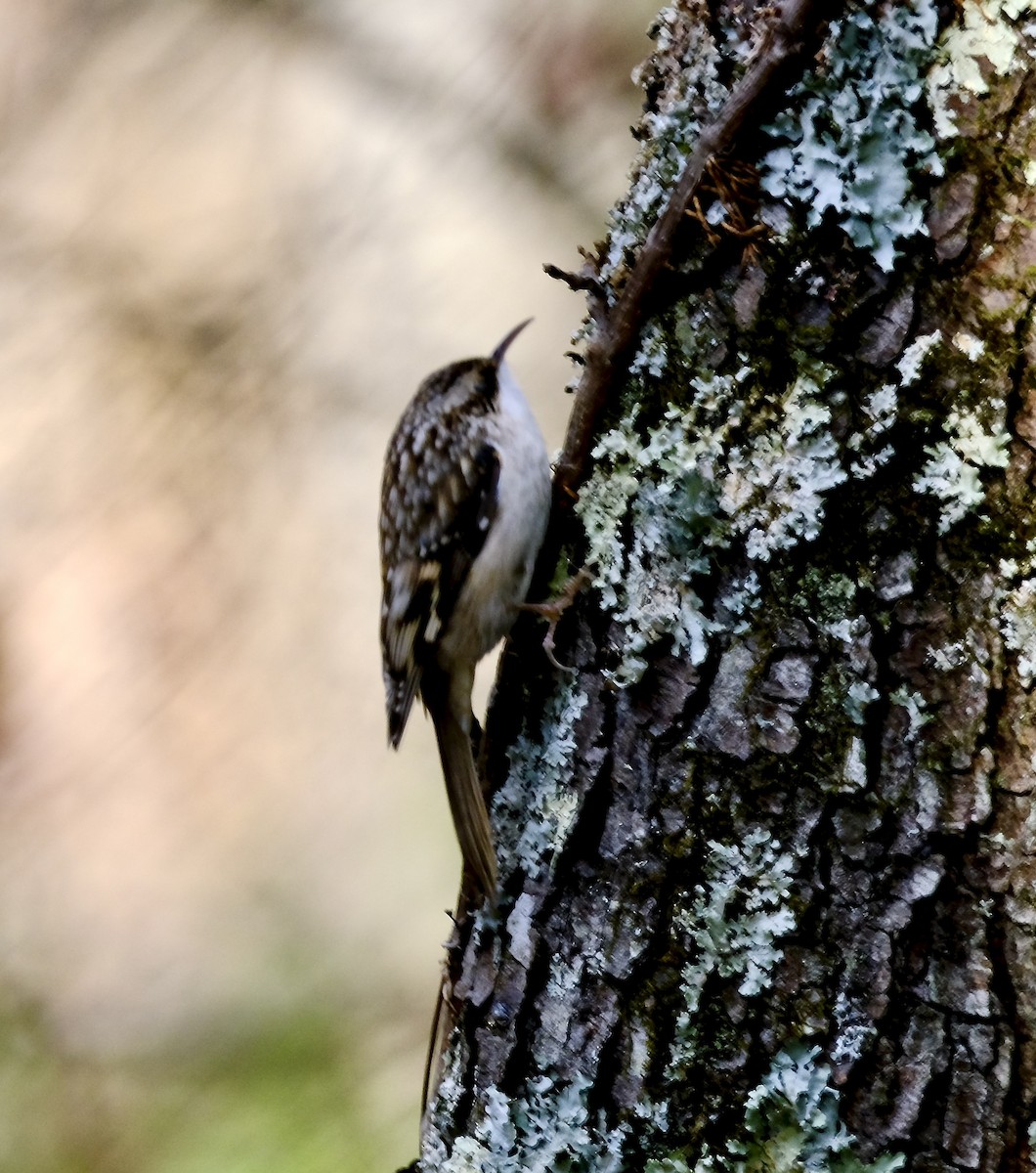 amerikatrekryper - ML645398763