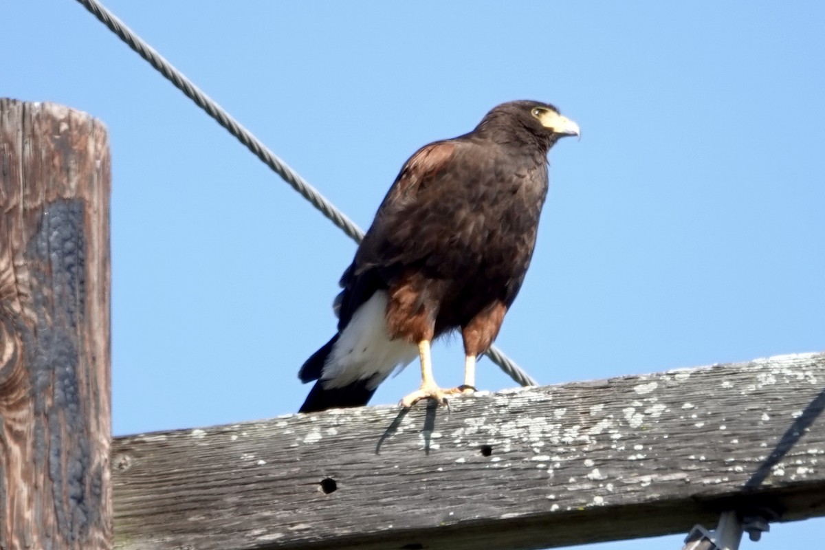 Harris's Hawk - ML645398765