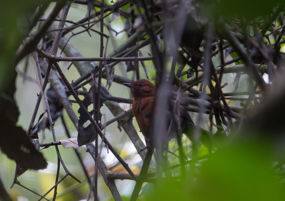 Chestnut-throated Spinetail - ML645398786