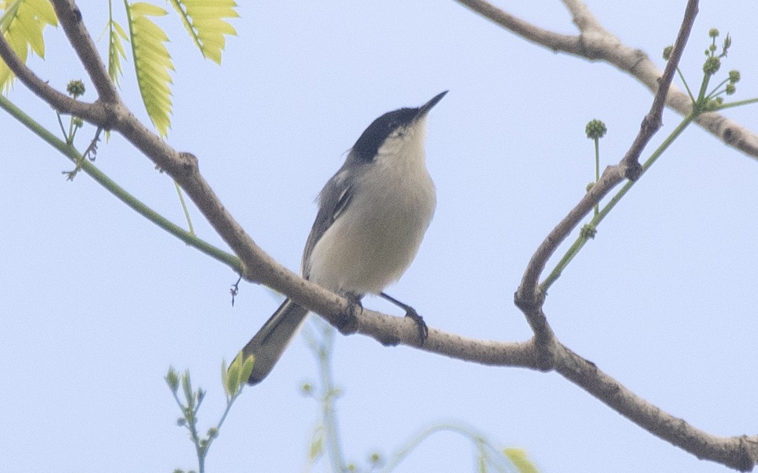 Amazonasmückenfänger (atricapilla) - ML645398807