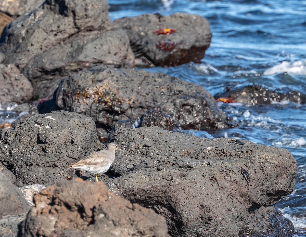 vodouš aljašský - ML645398811