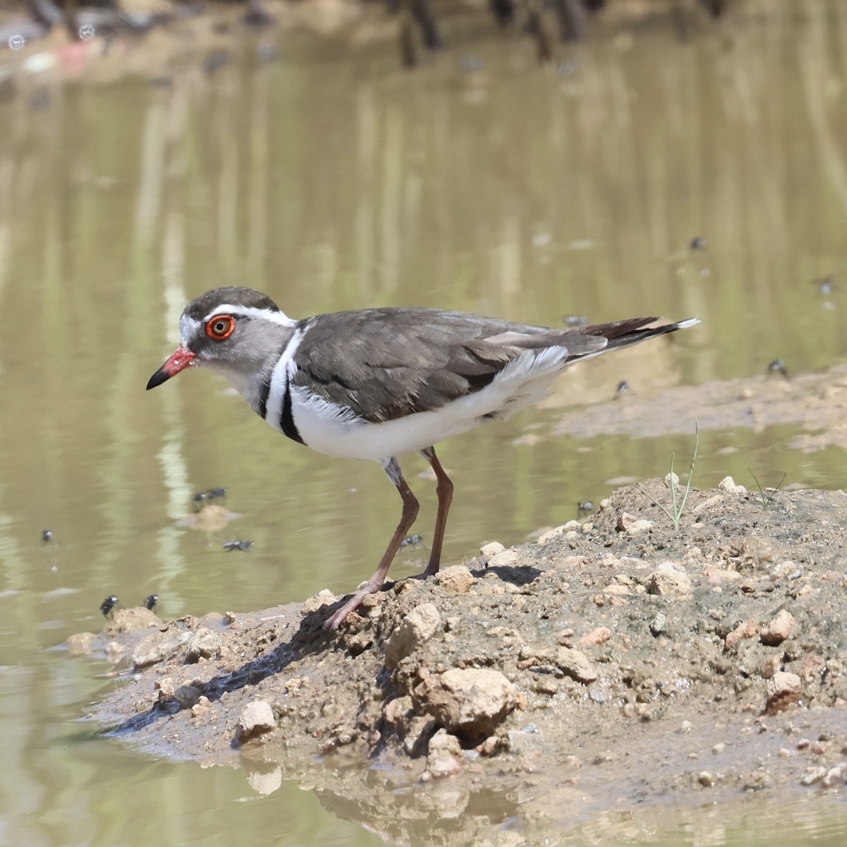 Three-banded Plover - ML645398828