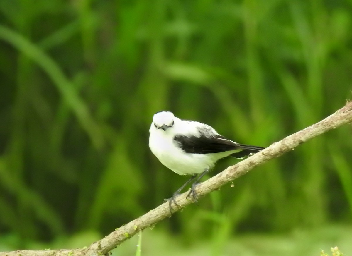 Moucherolle pie - ML645398834