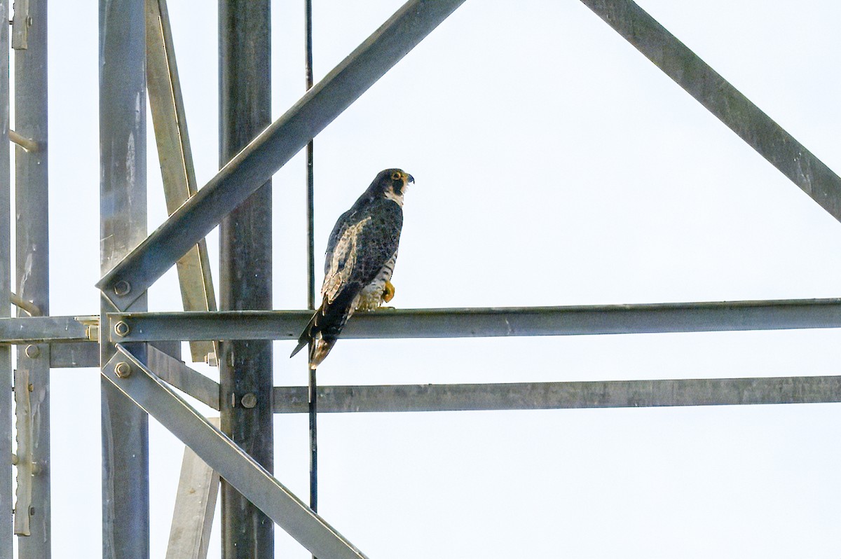 Peregrine Falcon - ML645398849