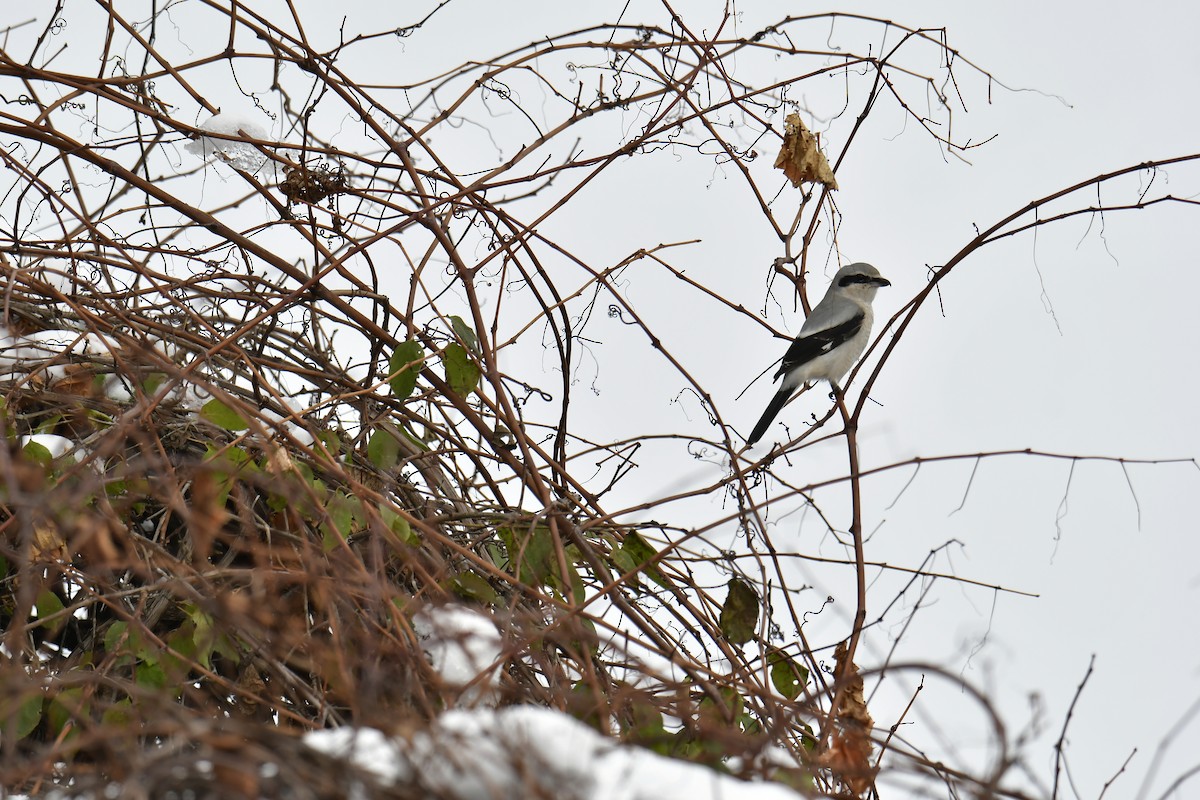 Сорокопуд північний - ML645398850