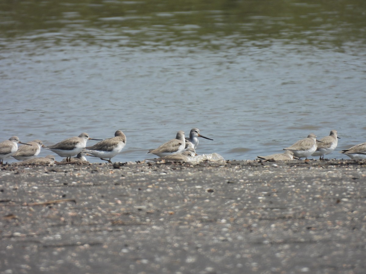 Terek Sandpiper - ML645398858