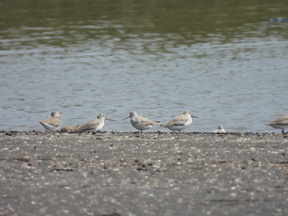 Terek Sandpiper - ML645398859