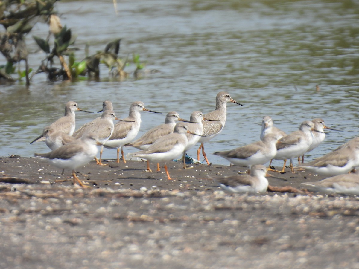 Terek Sandpiper - ML645398860