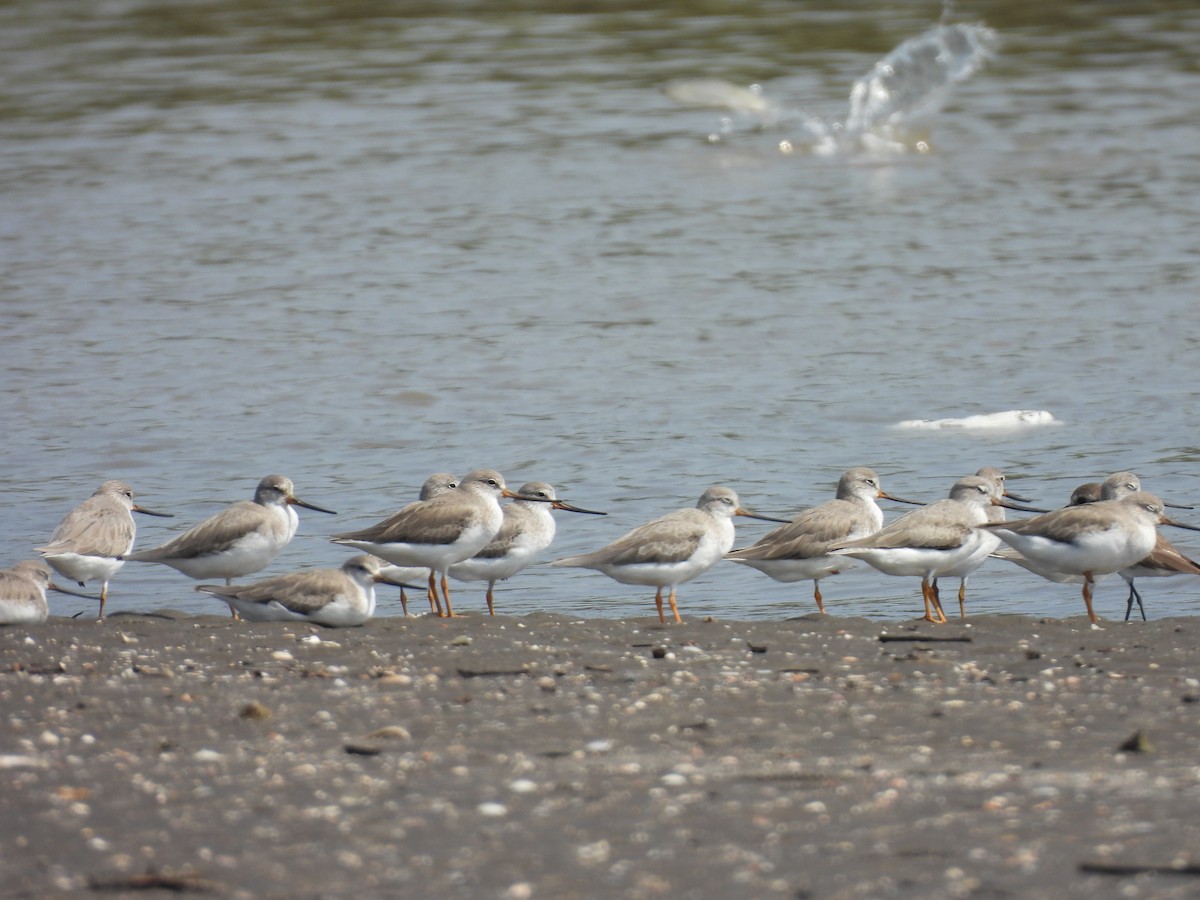 Terek Sandpiper - ML645398861
