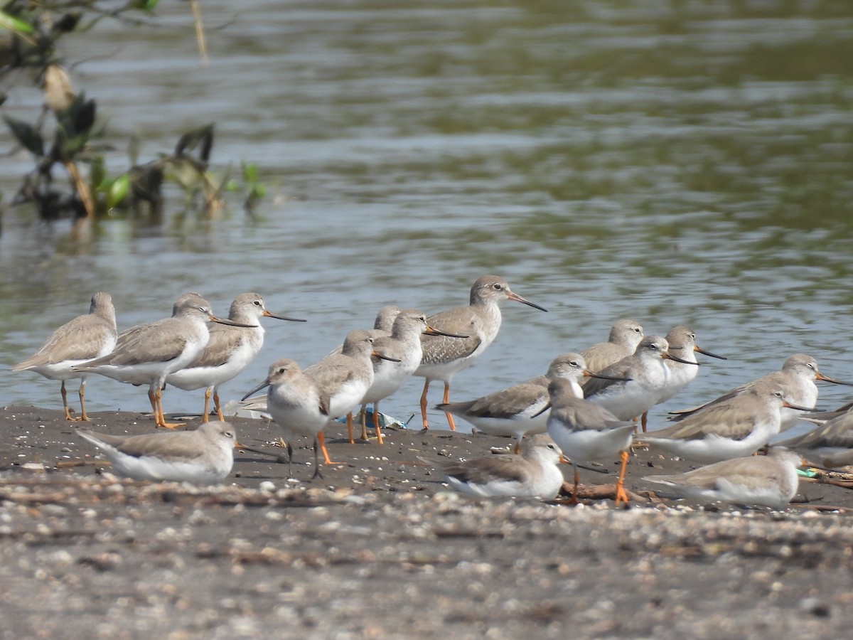 Terek Sandpiper - ML645398862
