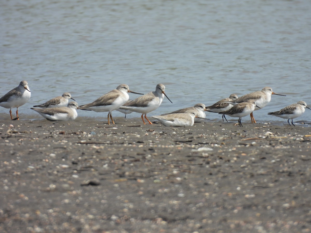 Terek Sandpiper - ML645398863