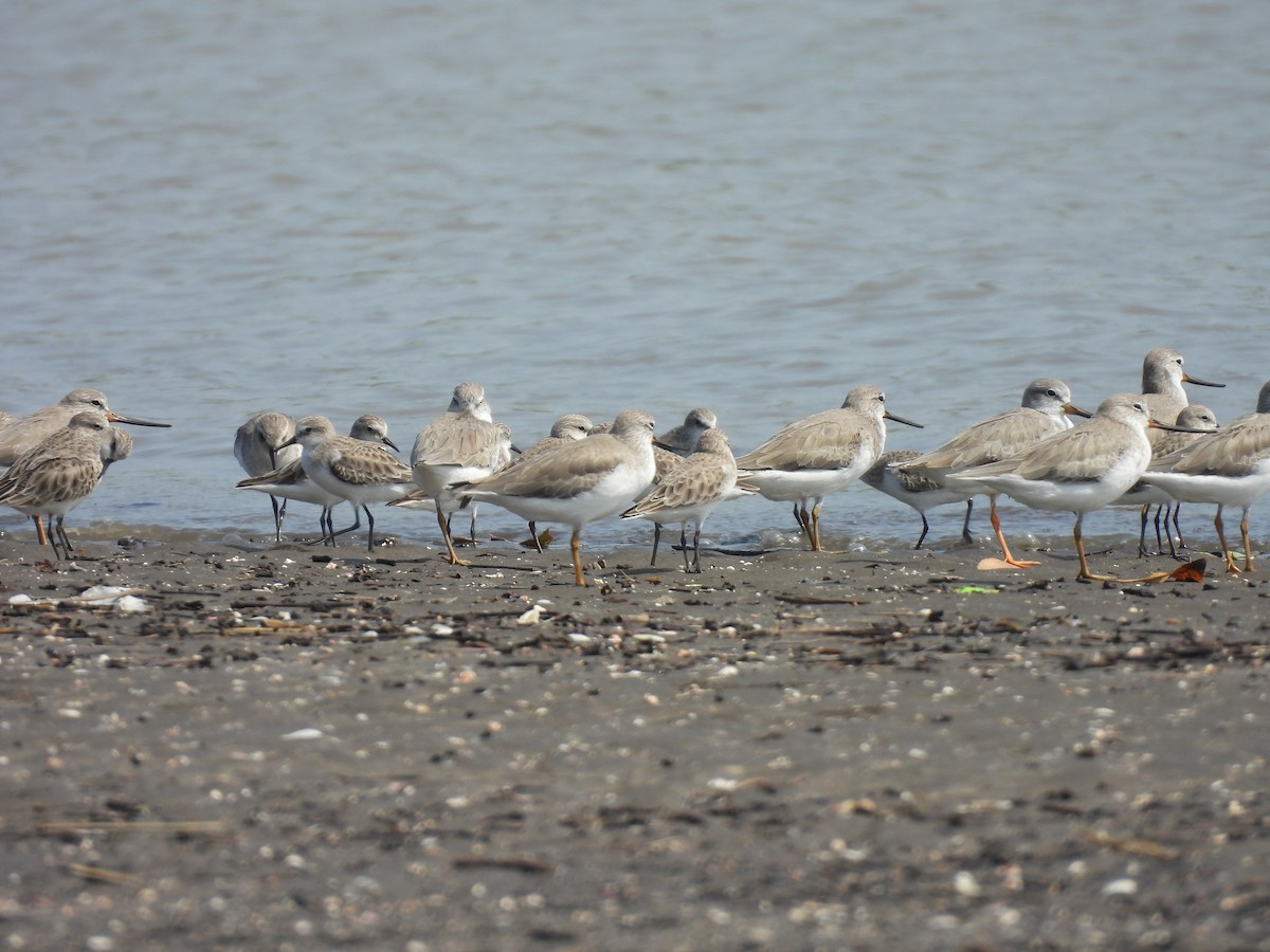 Terek Sandpiper - ML645398864