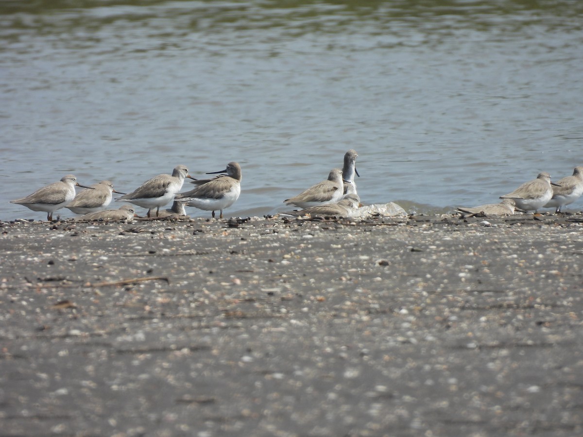 Terek Sandpiper - ML645398865