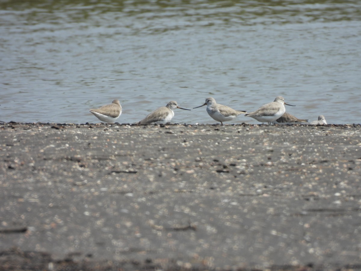 Terek Sandpiper - ML645398866