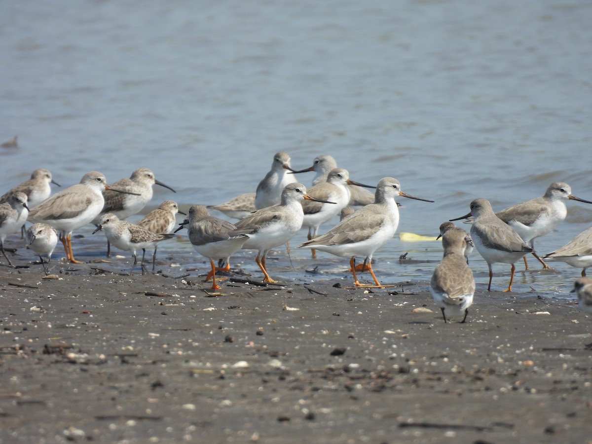 Terek Sandpiper - ML645398867