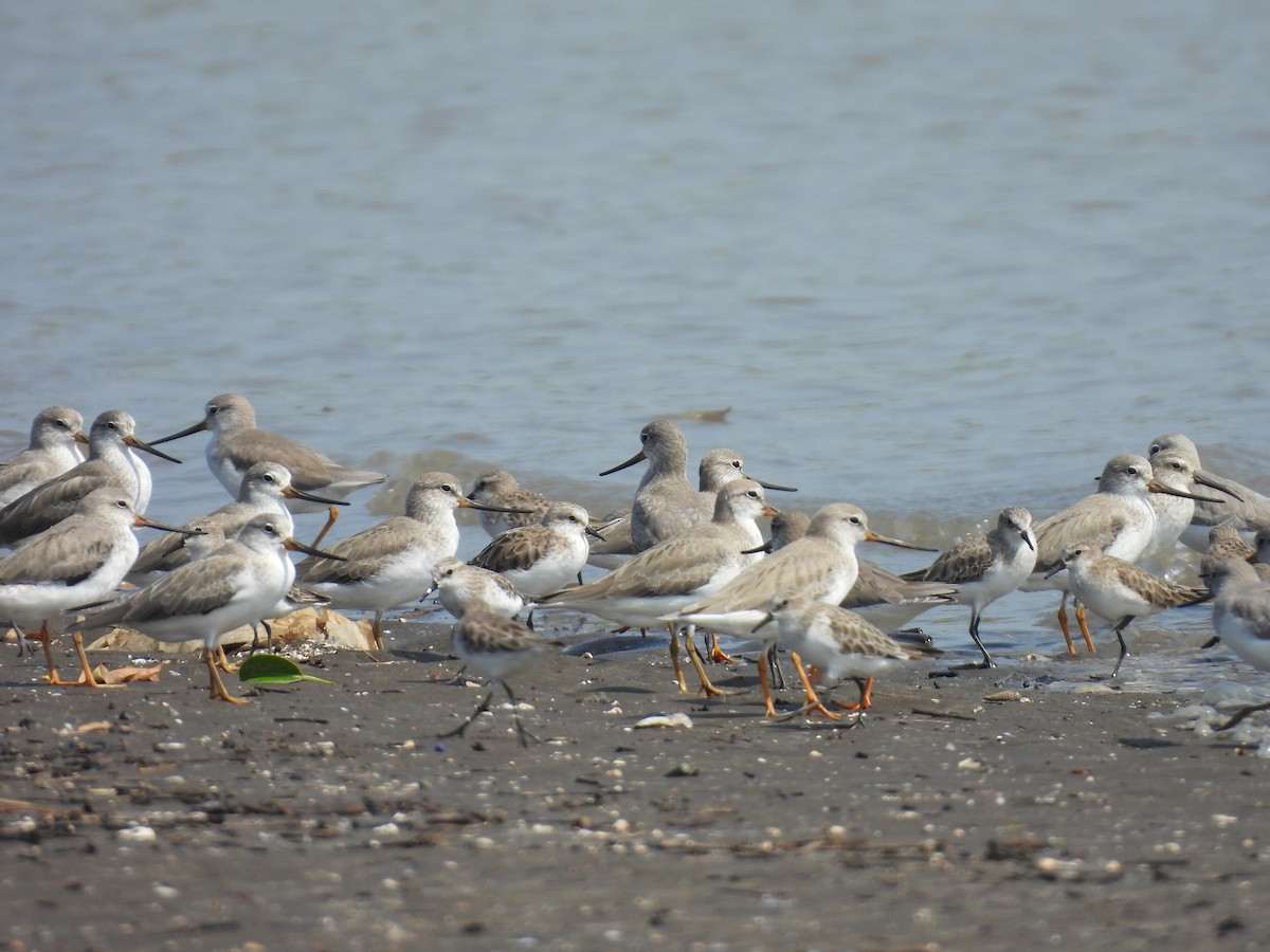 Terek Sandpiper - ML645398868