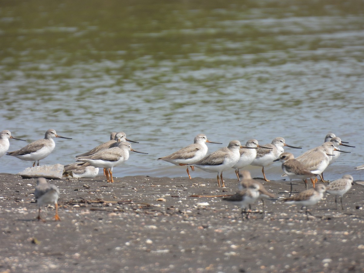 Terek Sandpiper - ML645398869