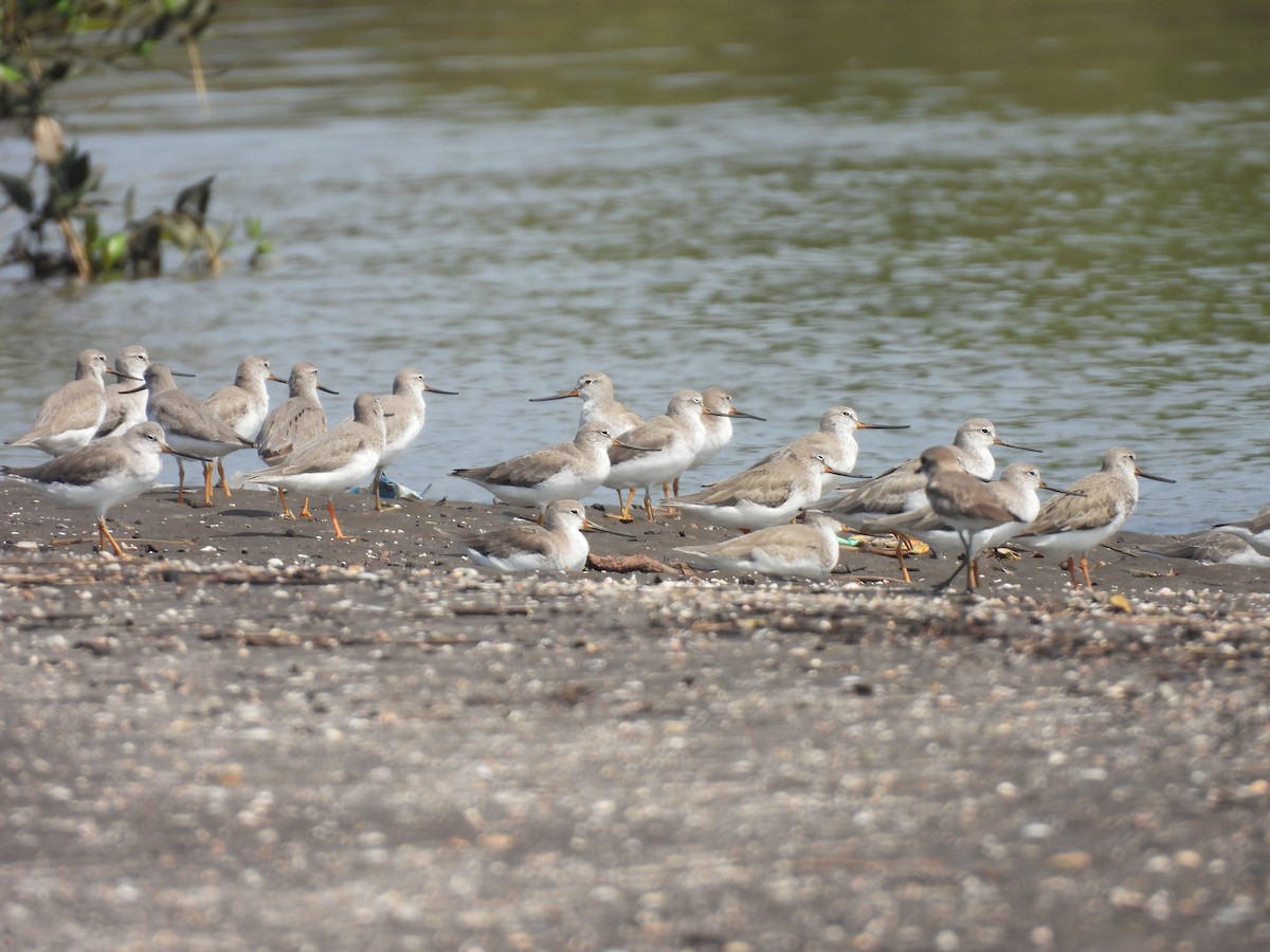 Terek Sandpiper - ML645398870