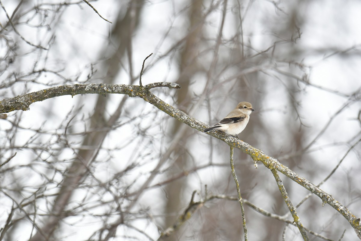 Сорокопуд північний - ML645398871