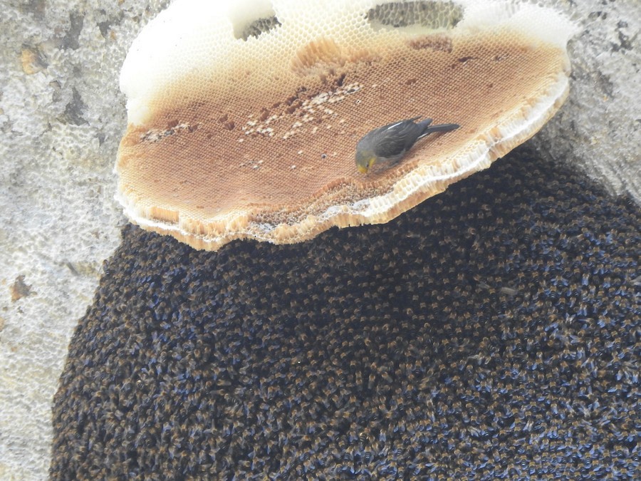 Yellow-rumped Honeyguide - ML645398875