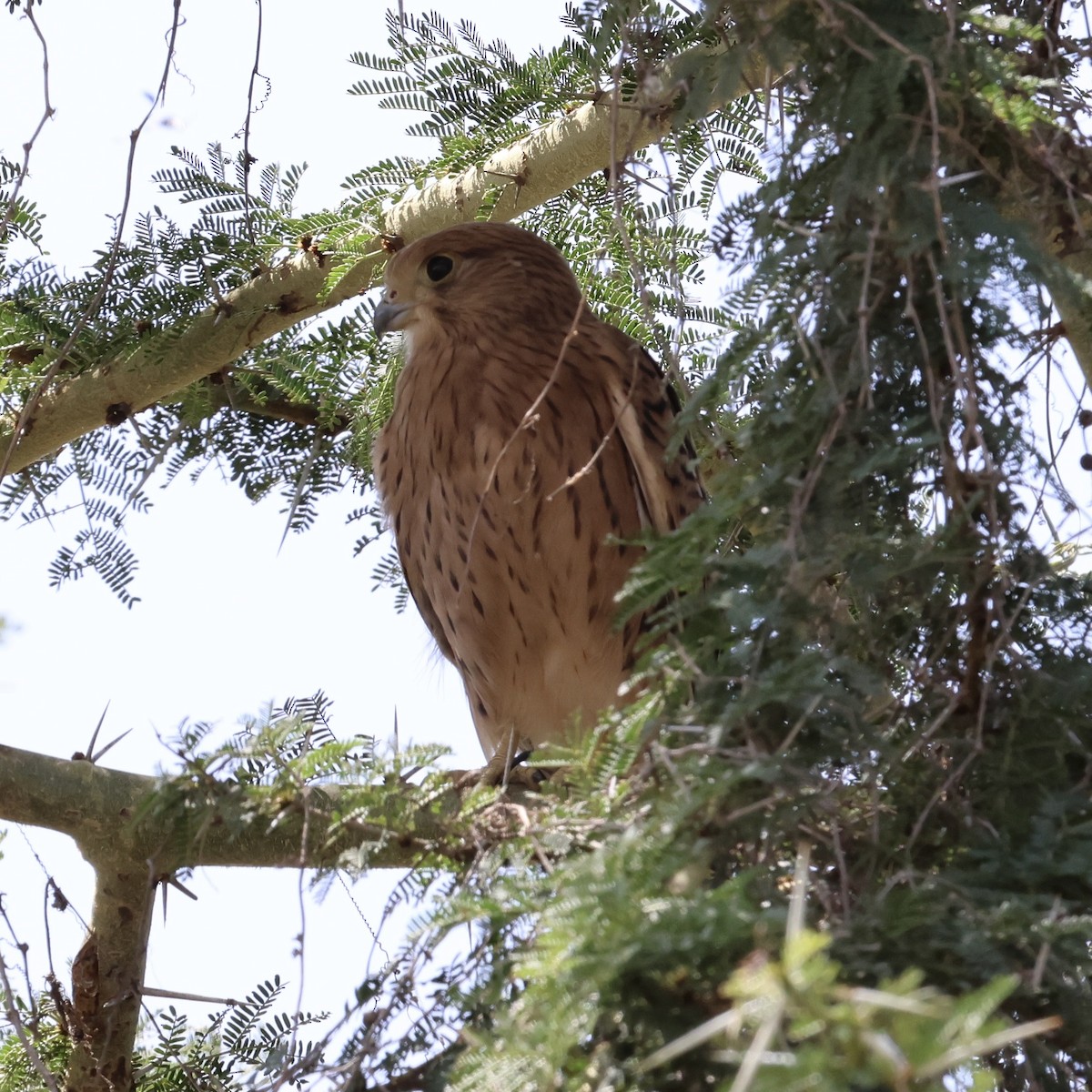 Cernícalo Ojiblanco - ML645398878