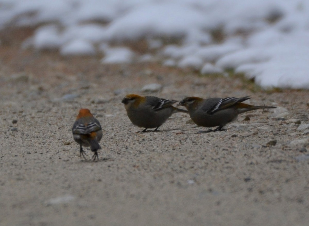 Pine Grosbeak - ML645398905
