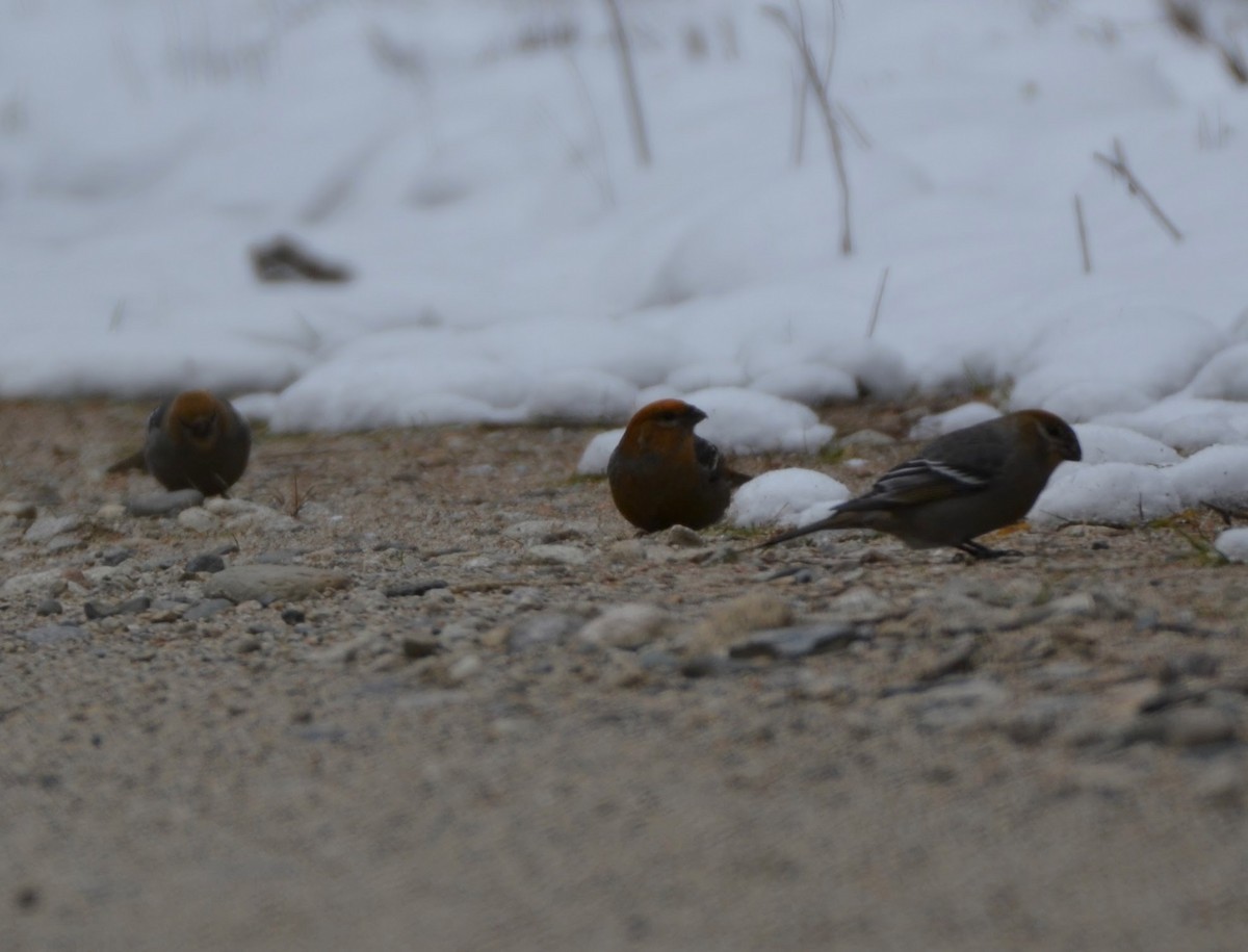 Pine Grosbeak - ML645398906