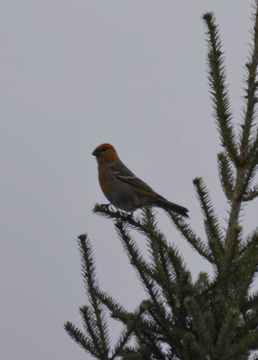 Pine Grosbeak - ML645398907