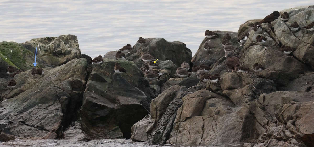 Rock Sandpiper - ML645398928