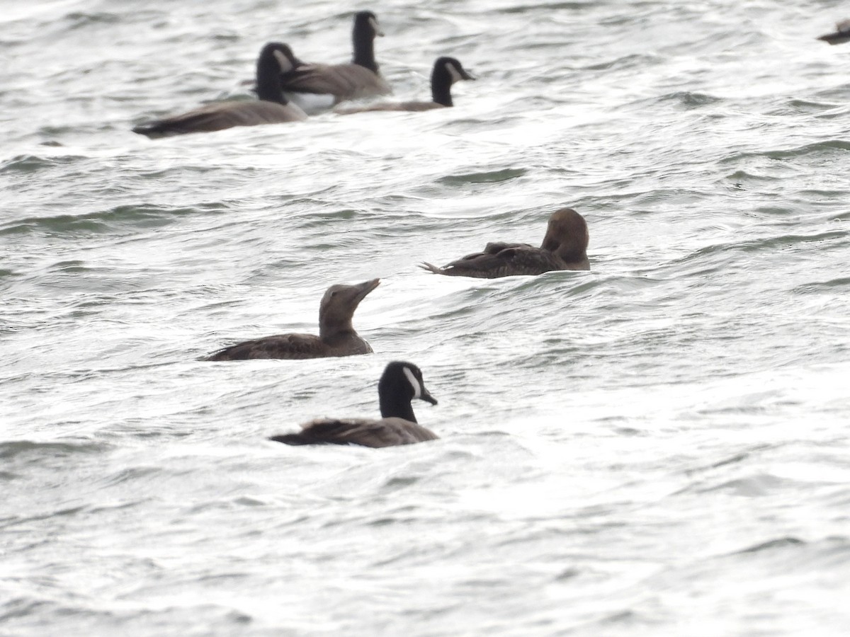 Common Eider - ML645398948