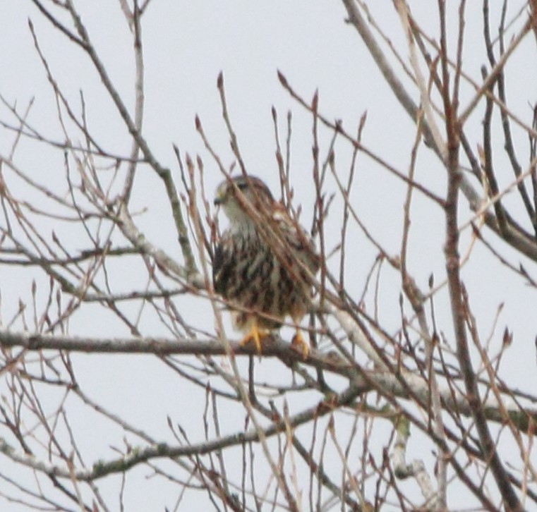 Merlin - ML645398949