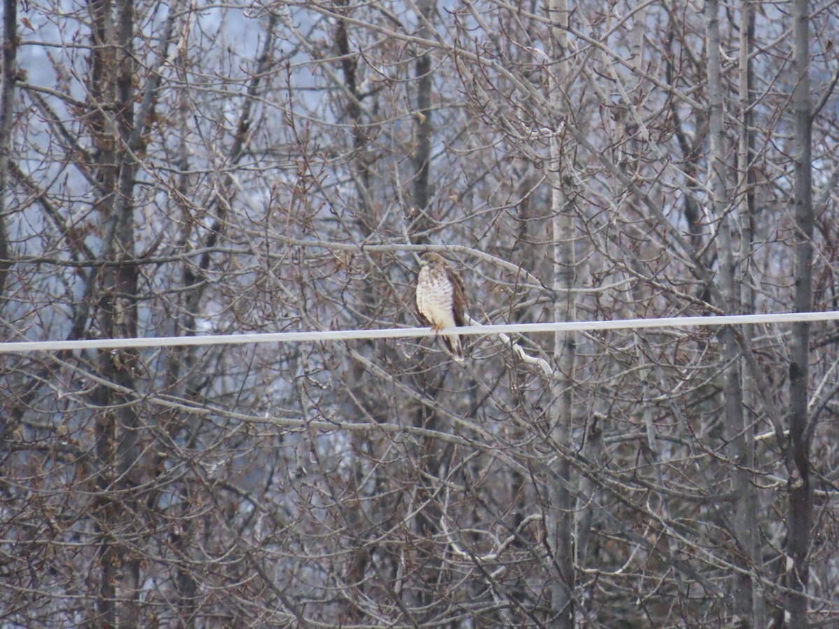 Broad-winged Hawk - ML645398951