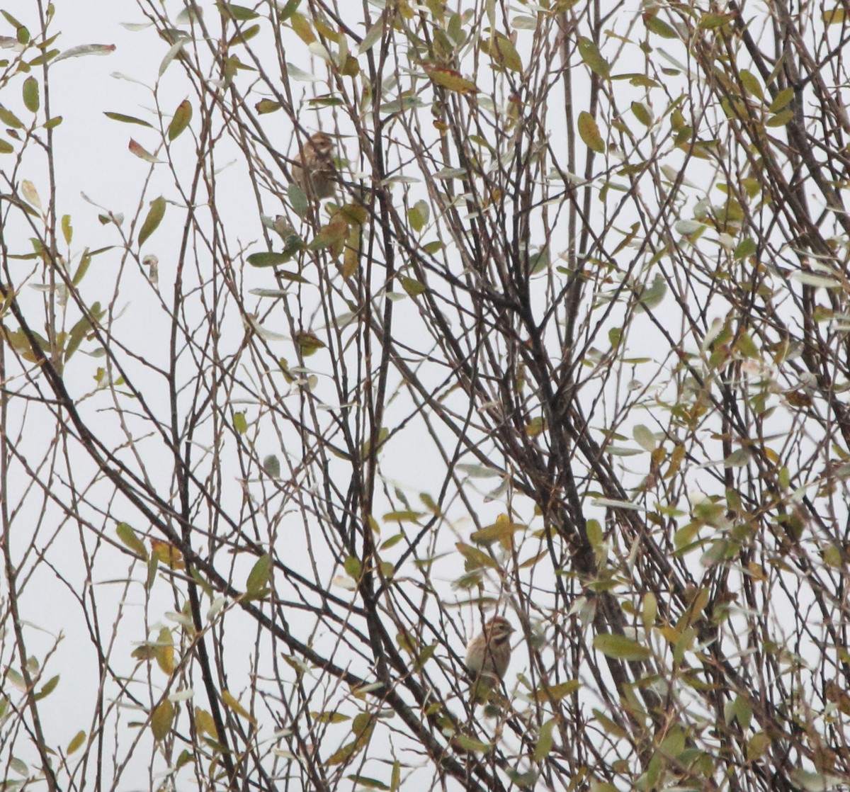 Reed Bunting - ML645398962