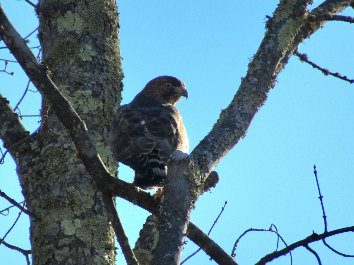 Broad-winged Hawk - ML645398966