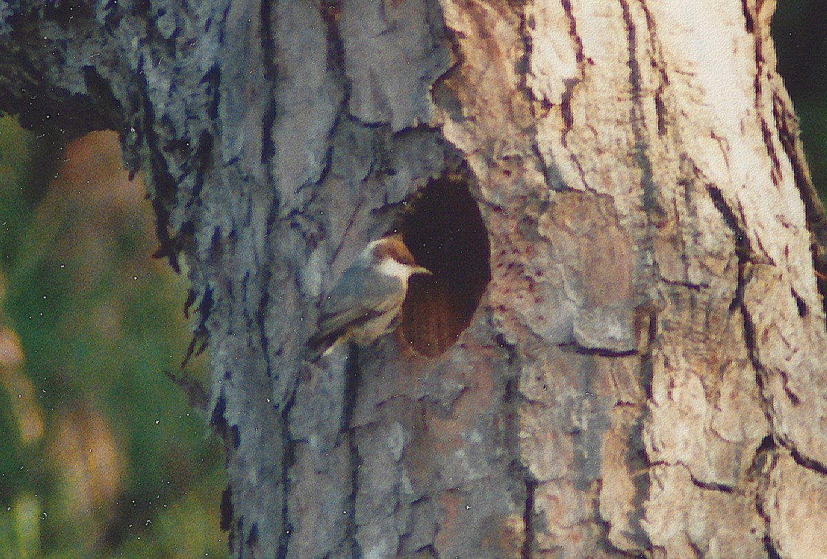 Sittelle à tête brune - ML645398967