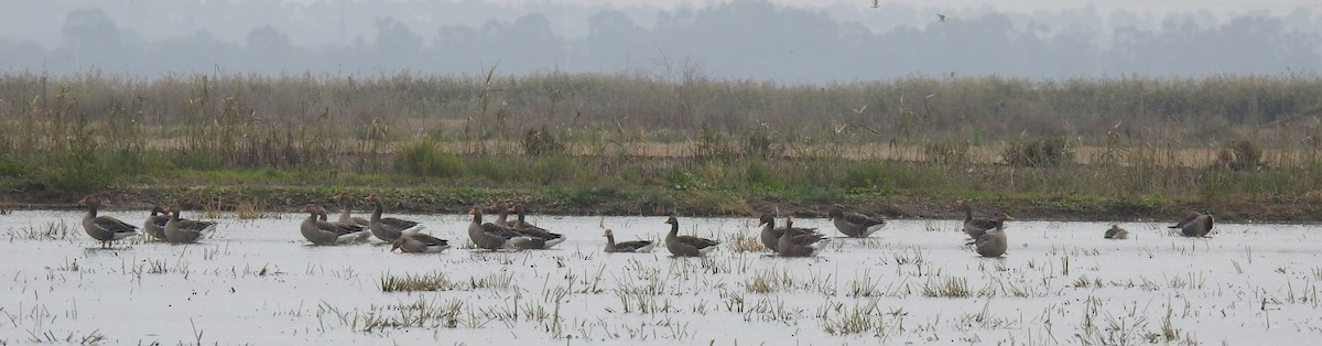 Oie cendrée - ML645398970