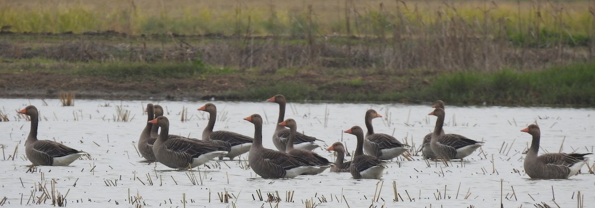 Oie cendrée - ML645398971