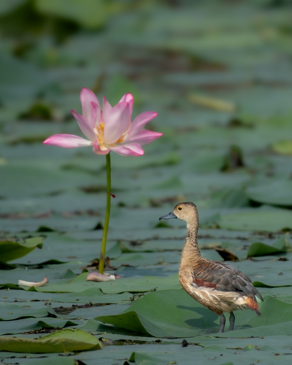 Lesser Whistling-Duck - ML645398972