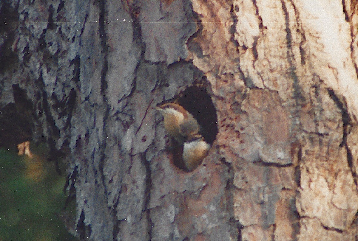 Sittelle à tête brune - ML645398973