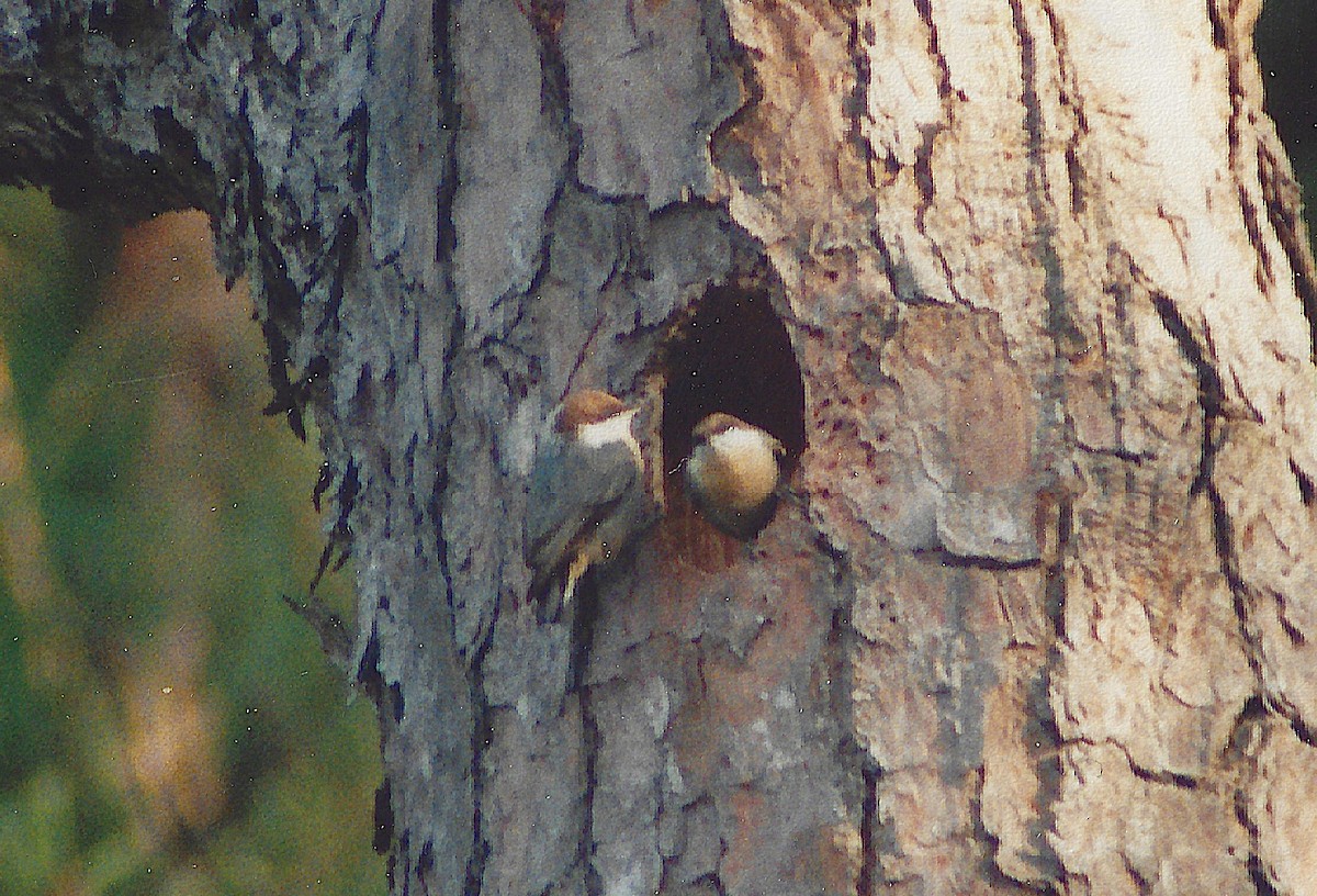 Sittelle à tête brune - ML645398977