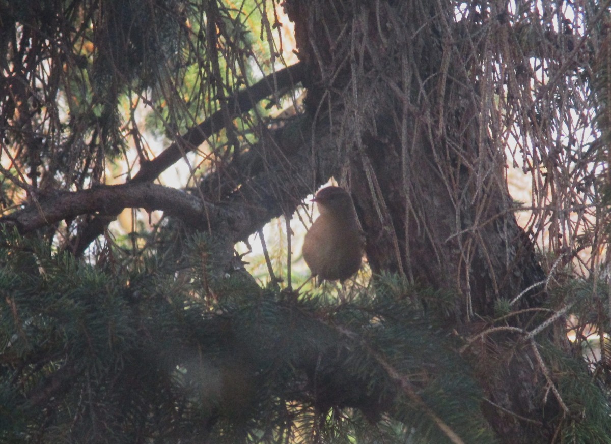 Eurasian Wren - ML645398981